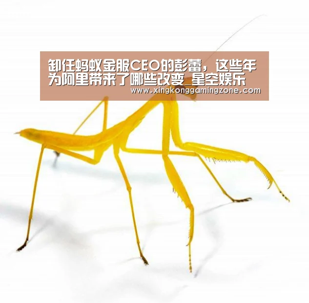 卸任蚂蚁金服CEO的彭蕾,这些年为阿里带来了哪些改变_星空娱乐(图4) 星空竞猜